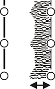 10 - Cultivating Width.JPG